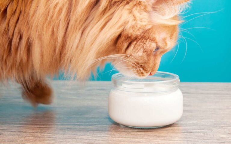 Mon chat peut-il boire du lait ?