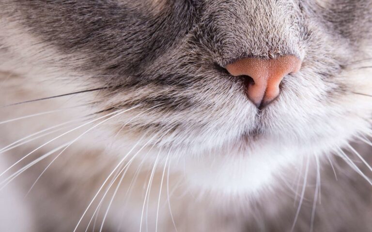 Mon chat a mauvaise haleine, que faire ?