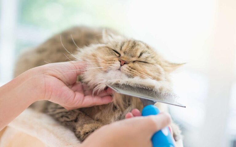 Mon chat perd ses poils. Est-ce normal et que faire ?