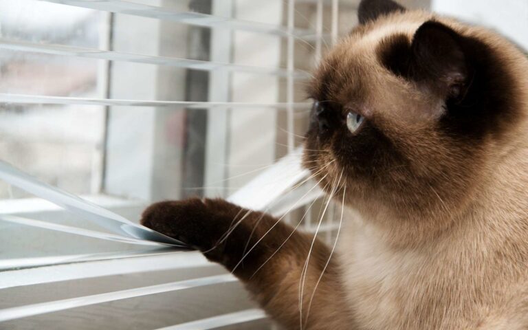 Faut-il stériliser un chat d&rsquo;appartement ?