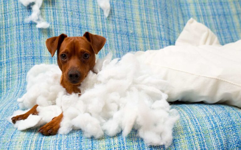 Mon chien est-il hyperactif ?