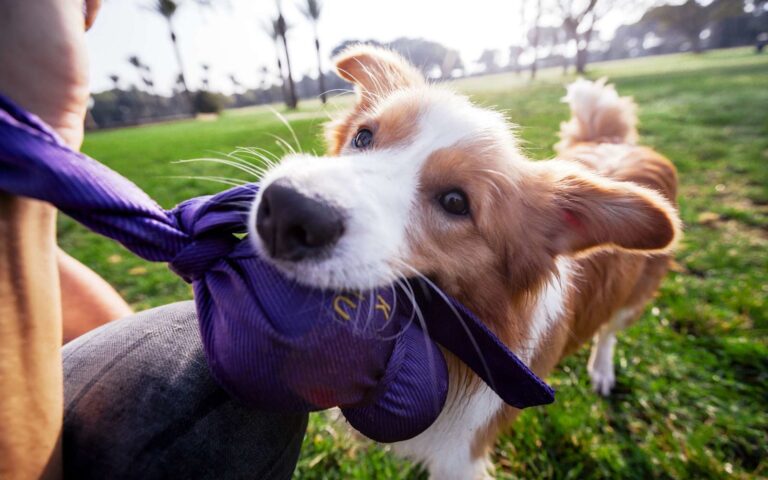Mon chien mord : que faire ?