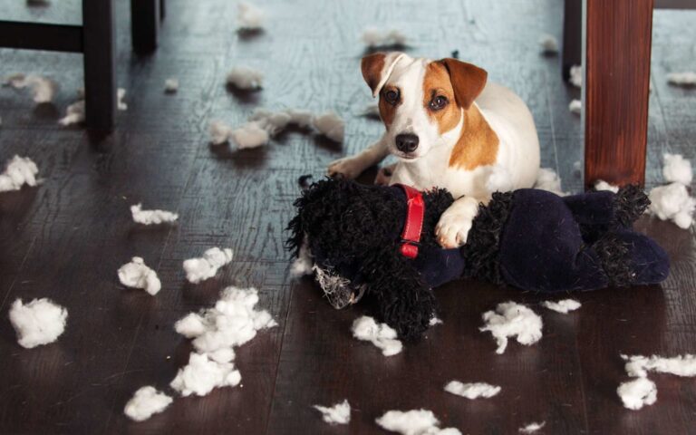 Mon chien souffre-t-il d’un trouble du comportement ?