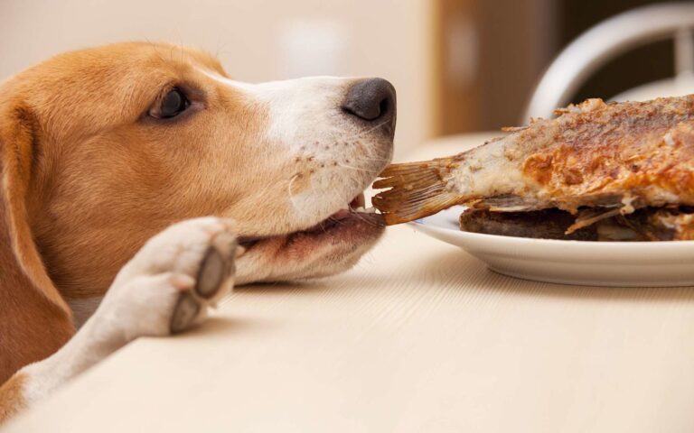 Mon chien vole : que faire ?
