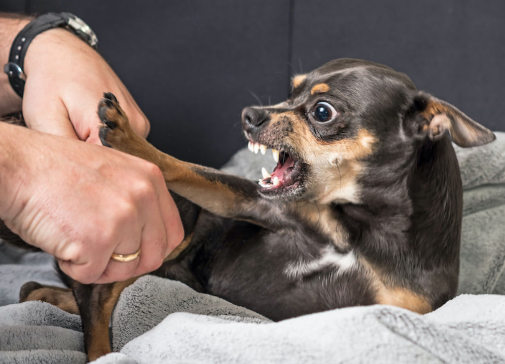morsure_chien