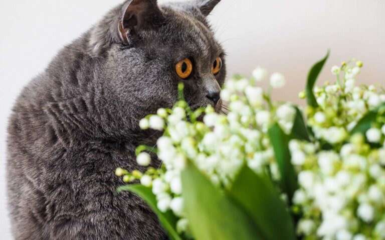 Le muguet et les chats  : attention danger