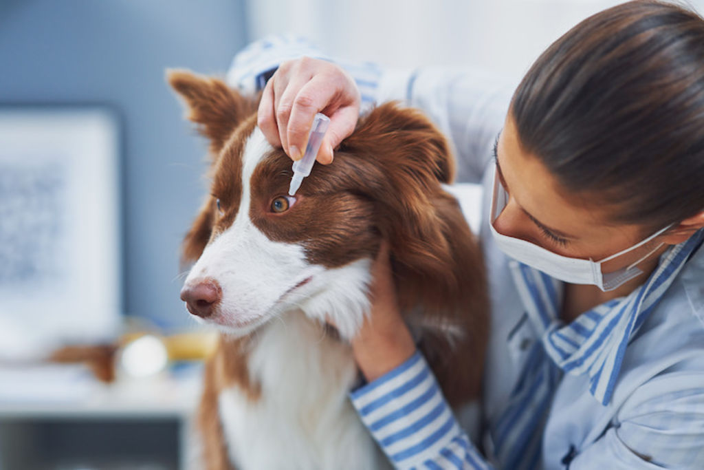 nettoyage yeux conjonctivite chez le chien
