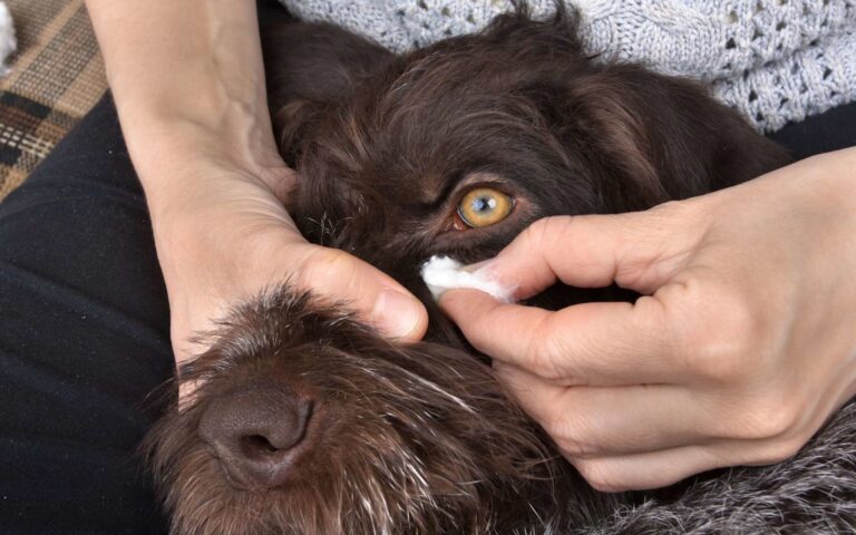 Comment nettoyer l&rsquo;œil de son chien ?