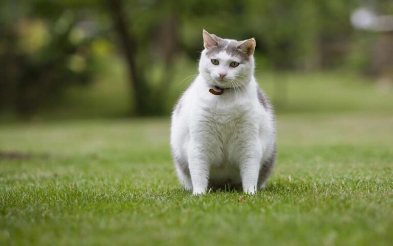 L’obésité ou le surpoids chez le chat