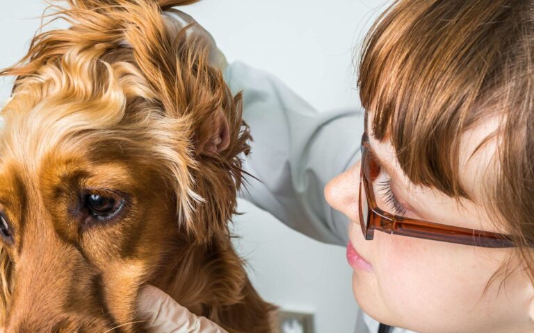 Les otites chez le chien
