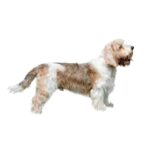Petit Basset Griffon Vende¦üen.jpg