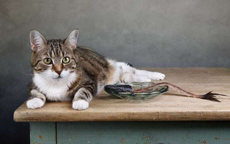 Peut-on donner du poisson à manger à son chat ?