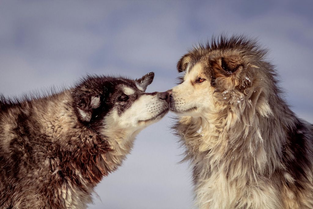 Malamutes ensemble