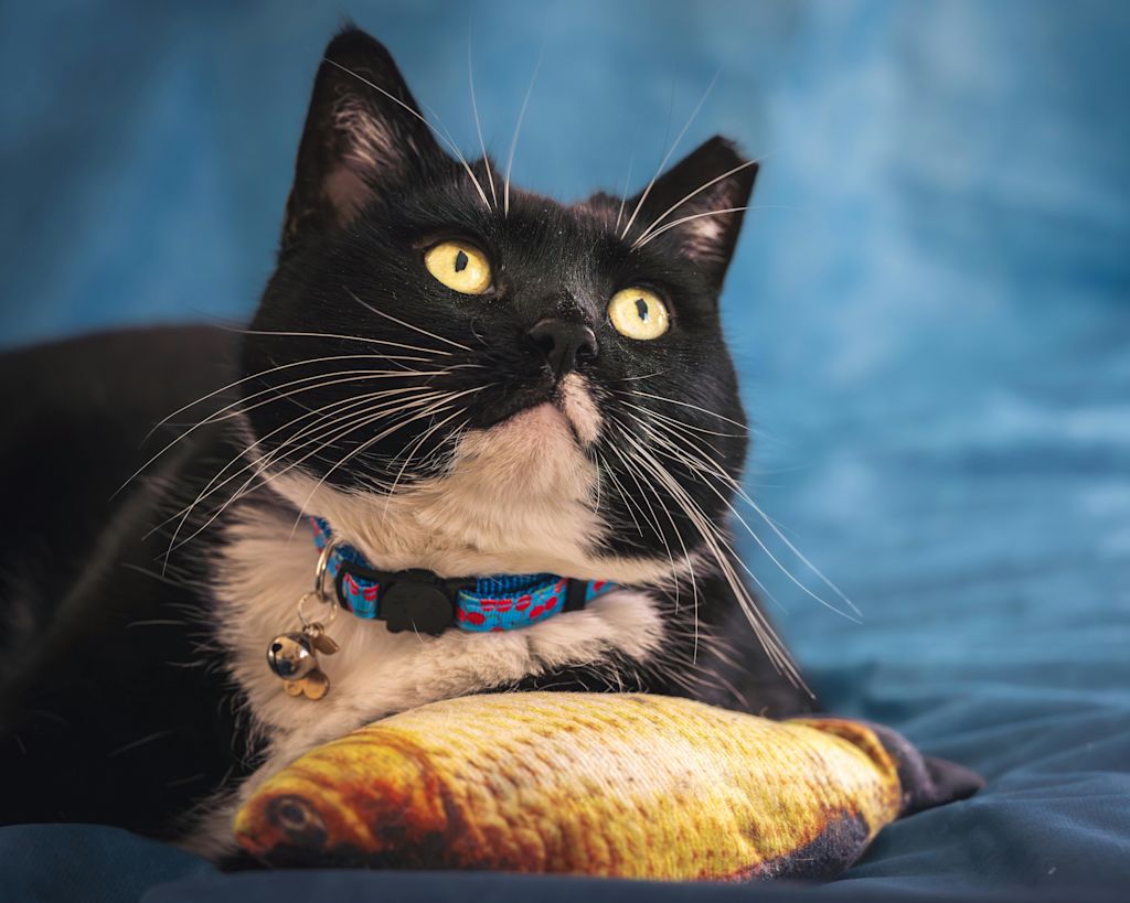 Chat devant une assiette de poisson