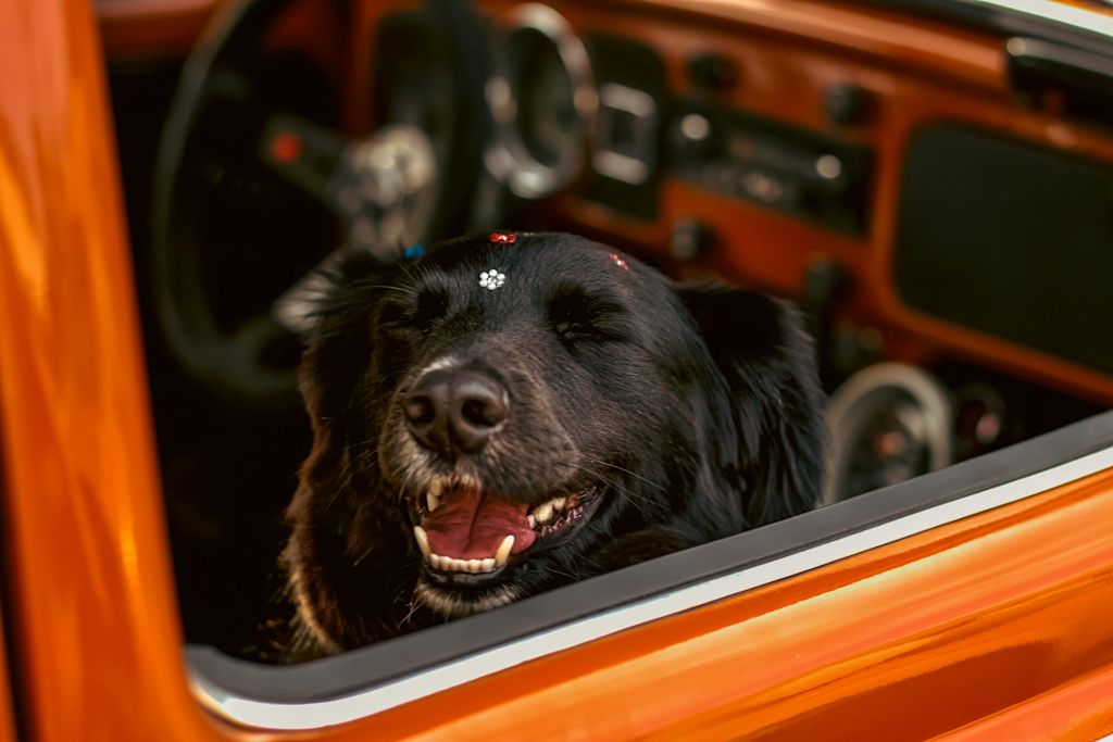 chien malade en voiture