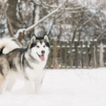 portrait alaskan malamute