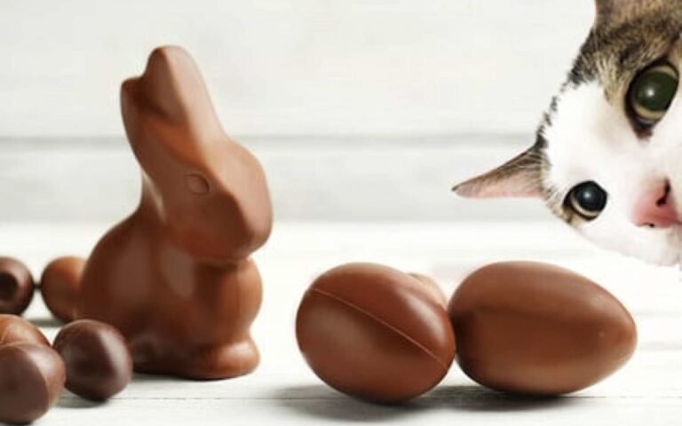 Chocolat et chat : attention risque d’empoisonnement