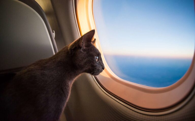 Prendre l’avion avec son chat : précautions et obligations