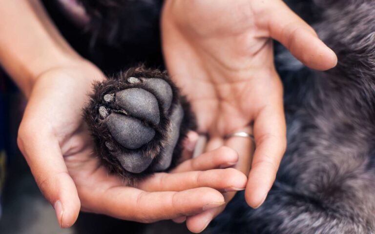 Prendre soin des coussinets de son chien
