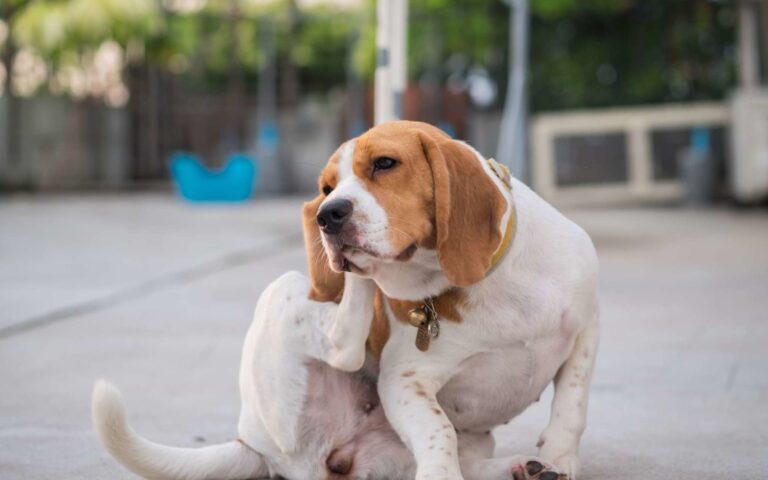 Les puces chez le chien