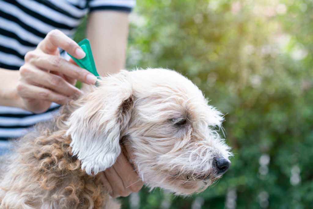 puces tiques chien antiparasitaire