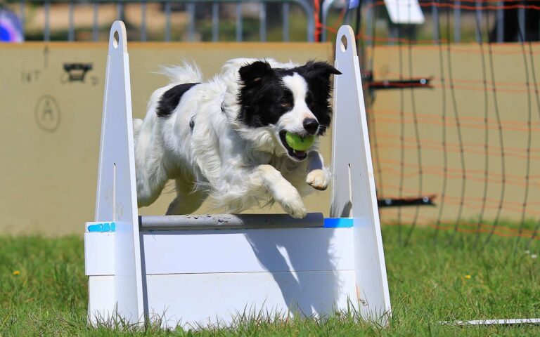 Qu&rsquo;est-ce-que le Flyball ?