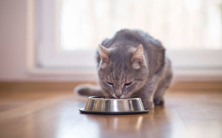 Quelles croquettes choisir pour son chat ?