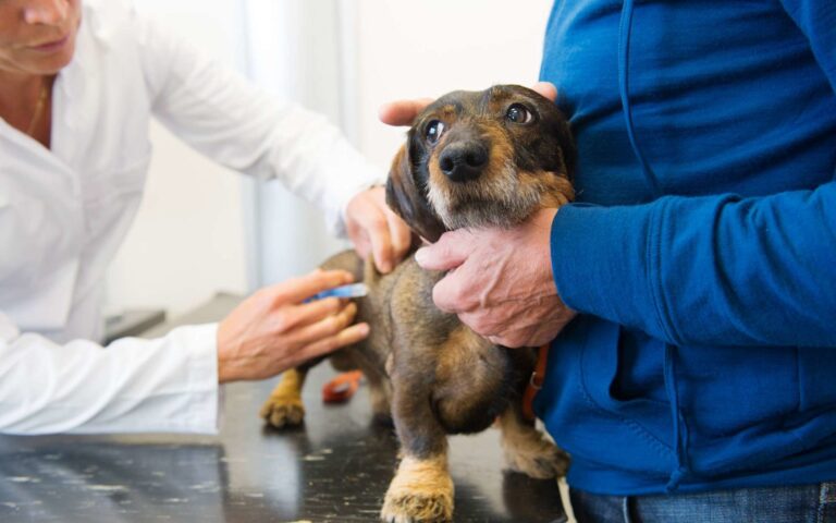Vaccins : sont-ils obligatoires pour votre chien ? 
