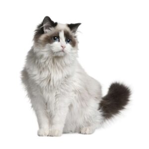 Ragdoll