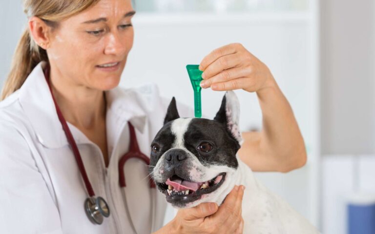Comment repérer, enlever et protéger votre chien des tiques ?