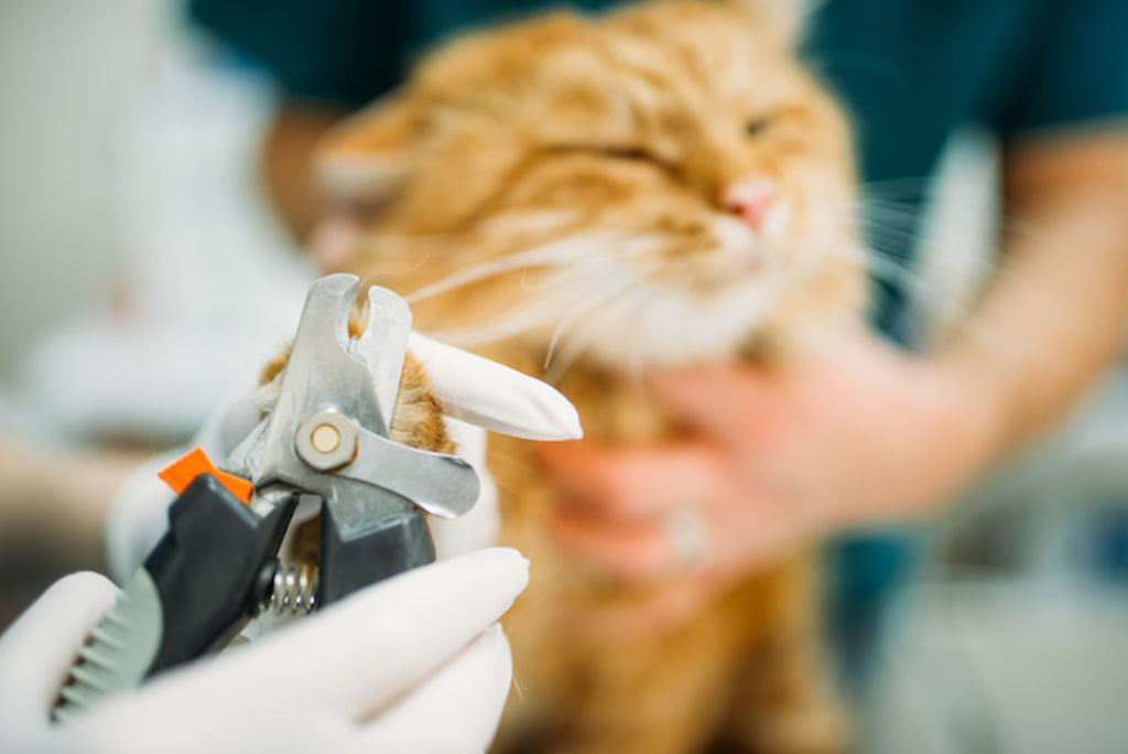 savoir couper les griffes de son chat