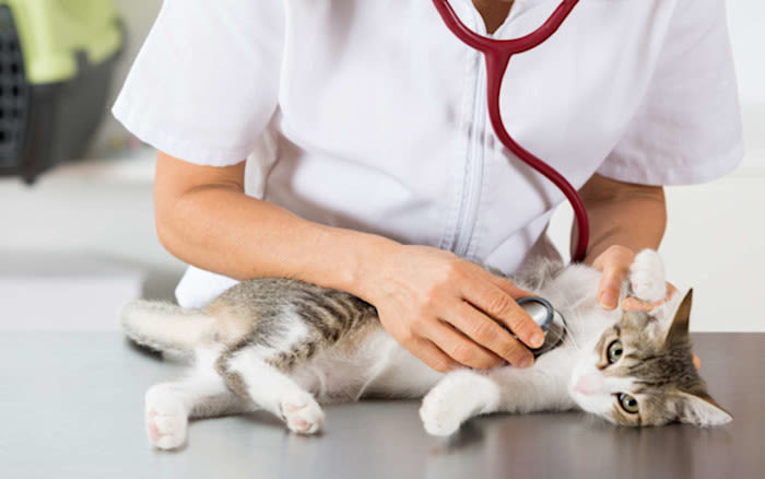 Le sida du chat (virus FIV)
