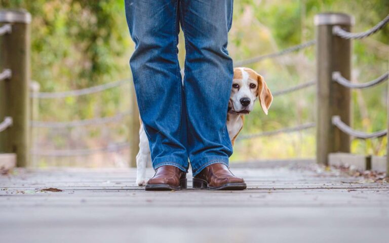 La socialisation pour éviter le chien peureux