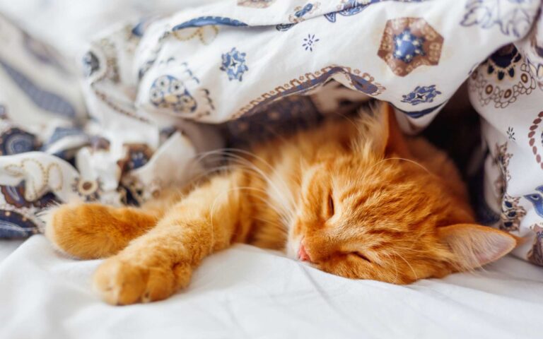 Le sommeil du chat