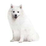Spitz-Japonais.jpg