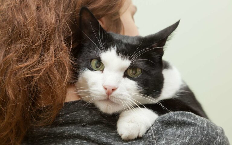 Le stress chez le chat
