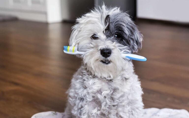 Le tartre chez le chien, quels sont les effets et comment le prévenir ?