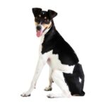 Terrier-bresilien.jpg