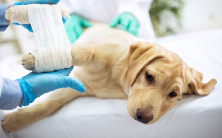 La trousse de premiers secours pour le chien