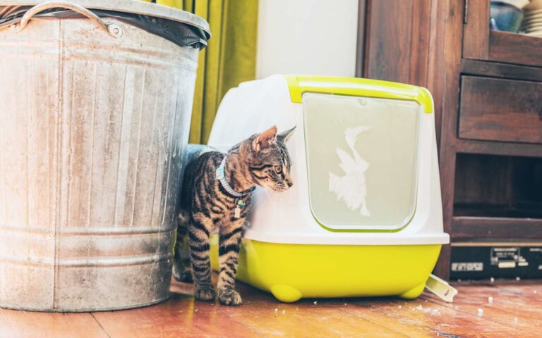 L&rsquo;utilisation de la litière par le chat
