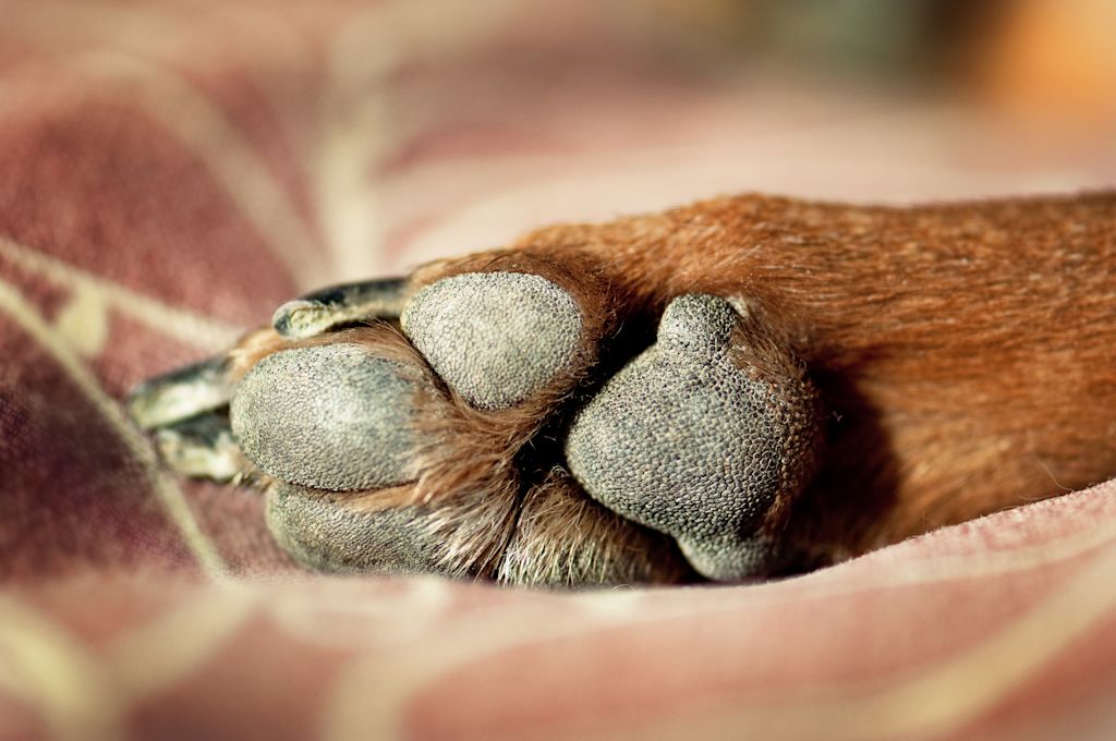 Coussinet chien abimé