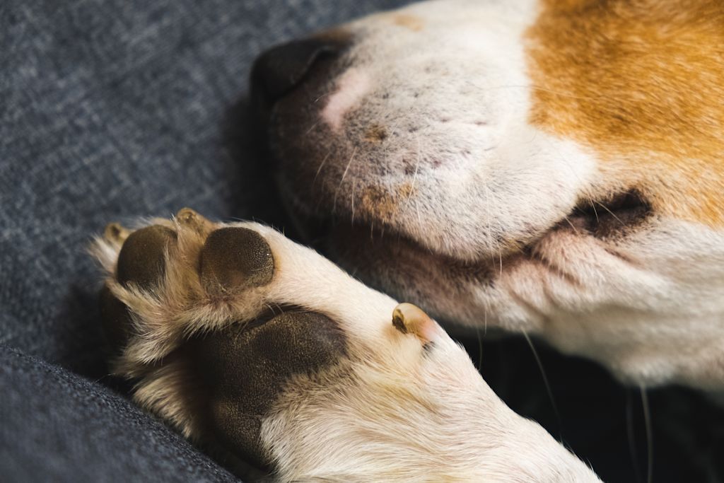 Patte chien