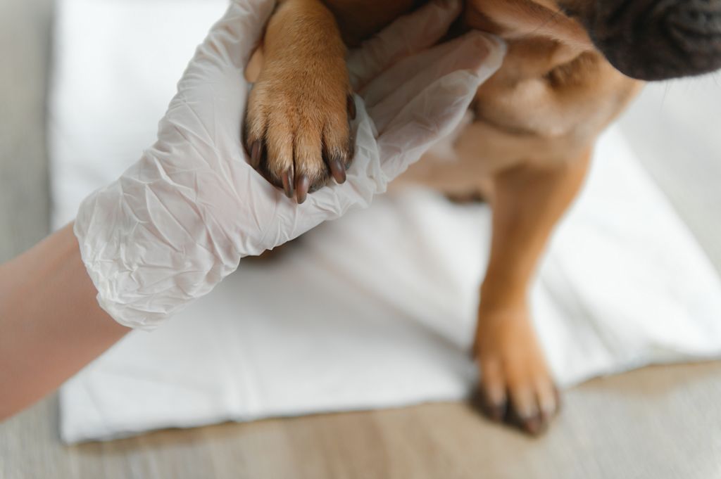 Coussinet chien