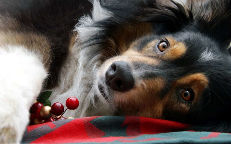 Les produits et aliments toxiques pour le chien
