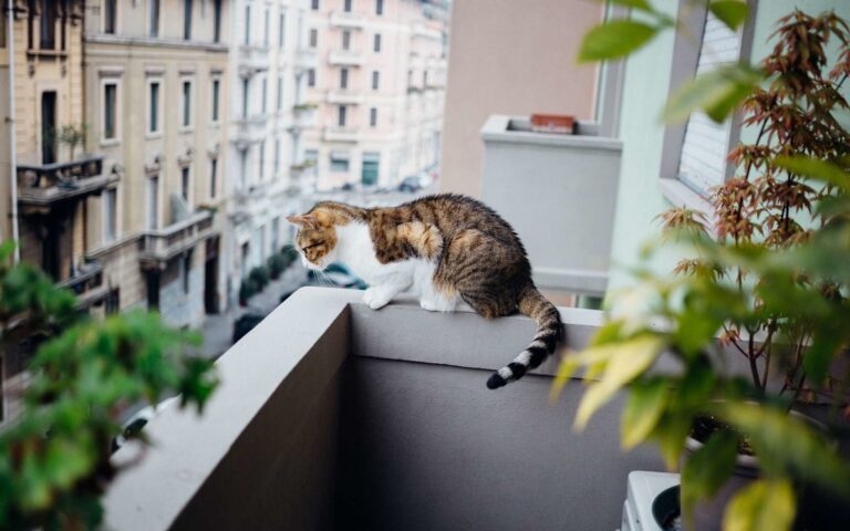 L’accès du chat au balcon, un petit air de liberté