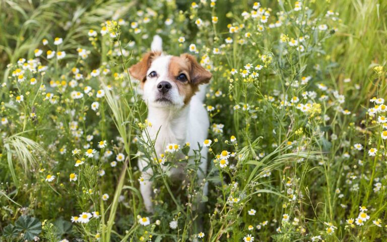 Les aoûtats chez le chien