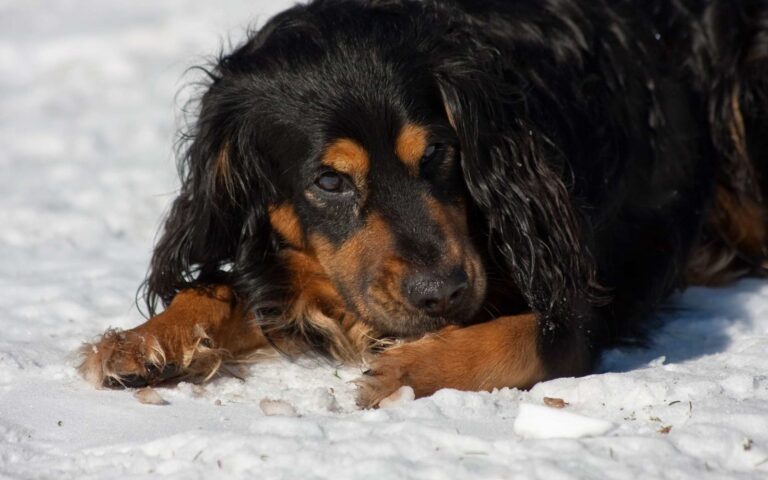 Comment soigner une blessure aux coussinets chez le chien ?