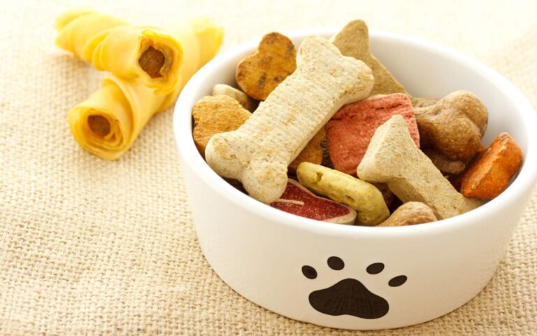 Faut-il donner des friandises à son chien ?