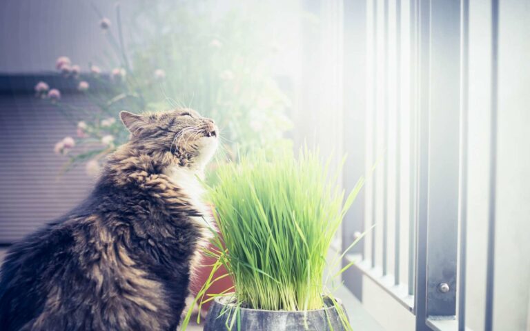 Quels sont les effets de l&rsquo;herbe à chat ?