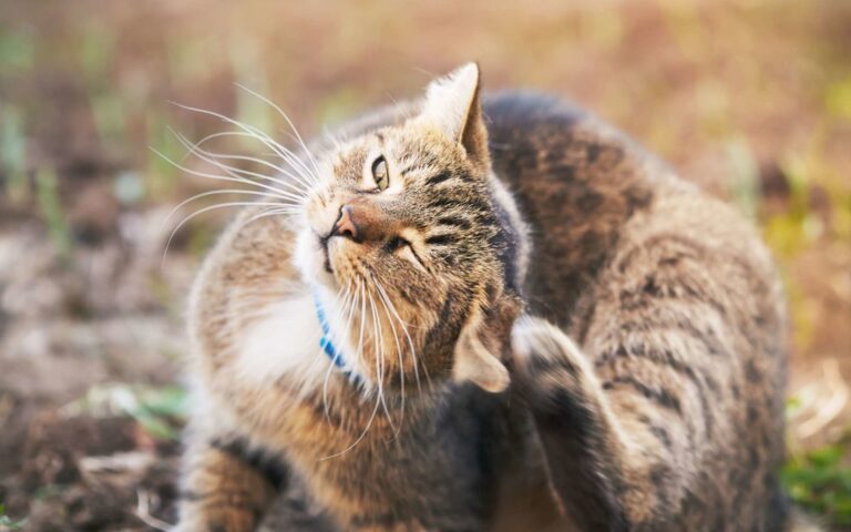 Les otites chez le chat